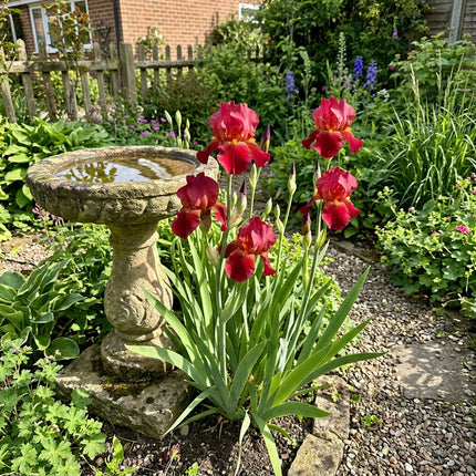 50 Red Iris Seeds Heirloom Floral Blooms - Stunning Yard Decor, Vibrant Floral Display