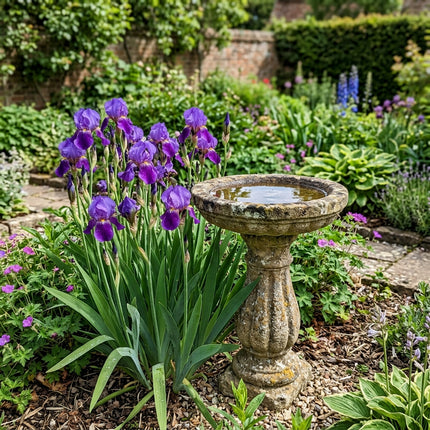 Fresh 50 Purple Iris Seeds for Home Gardening - Fast Growing, Beginner Friendly Planting, Outdoor Patio Decor