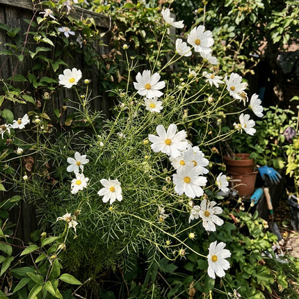 100 White Cosmos Seeds for Planting - Premium Heirloom White Cosmos Seeds for Home Garden Blooms