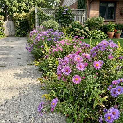 Fresh 50 Spider Aster Seeds for Home Gardening - Beautiful Perennial Flowers, Stunning Yard Decor, Outdoor Patio Decor