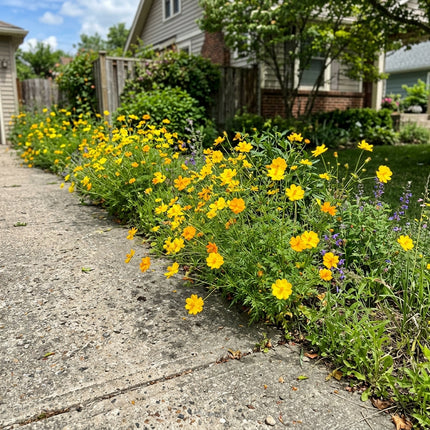 Exquisite 100 Cosmos Flower Seeds, Yellow - Drought Tolerant, for Planting, Long Lasting Patio Blooms
