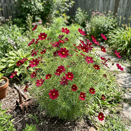 100 Red Cosmos Seeds for Planting - Premium Heirloom Red Cosmos Seeds for Home Garden Blooms