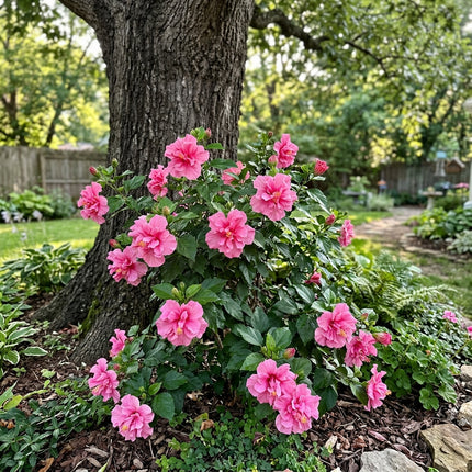 100 Count Double Pink Hibiscus Seeds - for Garden Borders, Nature Inspired Landscape, Cut Flower Arrangements