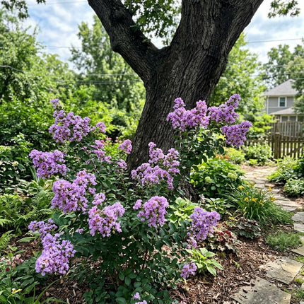 Fresh 100 Lavender Crape Myrtle Seeds for Home Gardening - Fast Growing, Beginner Friendly Planting, Heirloom Floral Blooms