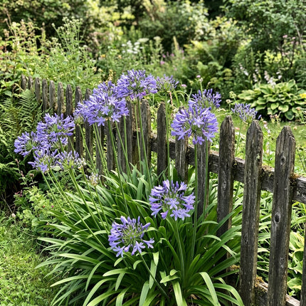 Fresh 50 Lavender African Lily Seeds for Home Gardening - Beautiful Perennial Flowers, for Garden Borders, Heirloom Floral Blooms