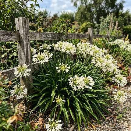 50 Count Cream African Lily Seeds - Long Lasting Patio Blooms, for Home Garden, Fast Growing