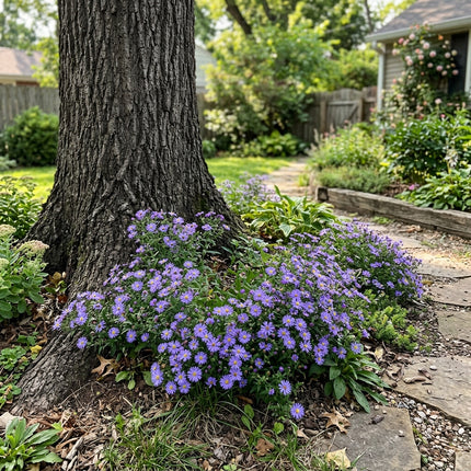 50 Count Dwarf Blue Aster Seeds - Beginner Friendly Planting, Nature Inspired Landscape, Vibrant Floral Display
