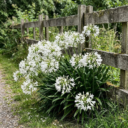 Fresh 50 White African Lily Seeds for Home Gardening - Vibrant Floral Display, Beginner Friendly Planting, for Home Garden