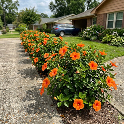 100 Count Orange Hibiscus Seeds - Long Lasting Patio Blooms, Easy to Grow, Vibrant Floral Display