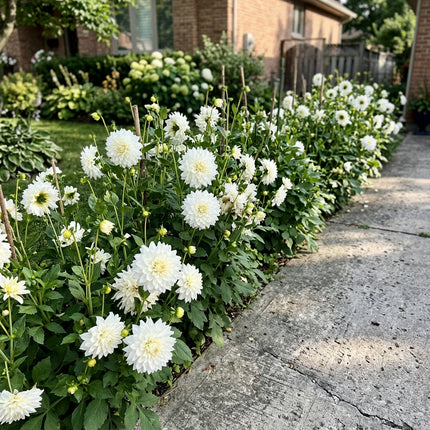 Beautiful 50 Dahlia Flower Seeds, White - Beautiful Perennial Flowers, Nature Inspired Landscape, Long Lasting Patio Blooms