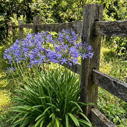 Lush 50 African Lily Flower Seeds, Green - Vibrant Floral Display, for Home Garden, for Garden Borders