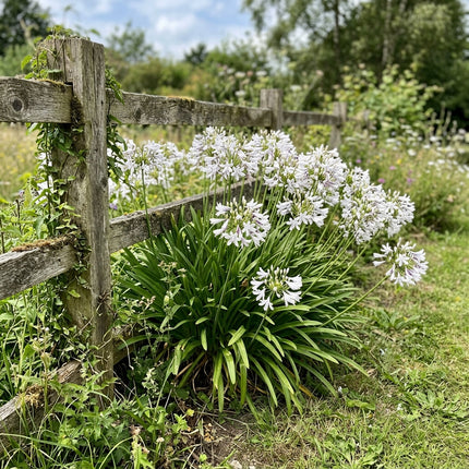 50 Silver African Lily Seeds Nature Inspired Landscape - Long Lasting Patio Blooms, Fast Growing