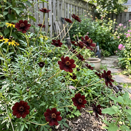 100 Chocolate Cosmos Seeds for Planting - Premium Heirloom Chocolate Cosmos Seeds for Home Garden Blooms