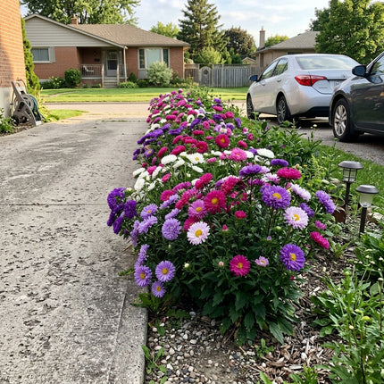 Fresh 50 Double Mixed Aster Seeds for Home Gardening - Beautiful Perennial Flowers, Beginner Friendly Planting, Nature Inspired Landscape