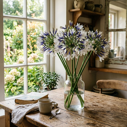 50 Bicolor African Lily Seeds for Planting - Premium Heirloom Bicolor African Lily Seeds for Home Garden