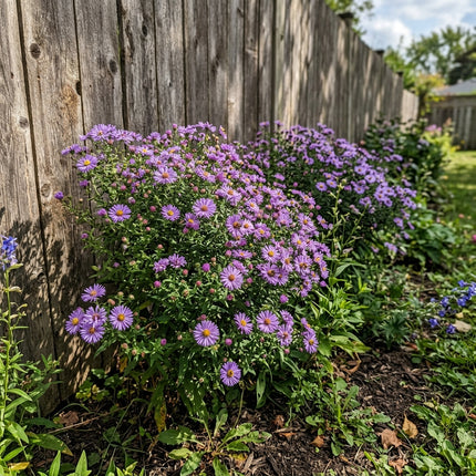 50 Lavender Aster Seeds Heirloom Floral Blooms - for Garden Borders, Fast Growing