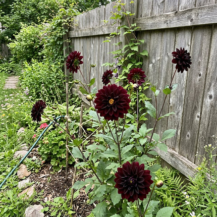 50 Black Dahlia Seeds Heirloom Floral Blooms - for Garden Borders, Fast Growing