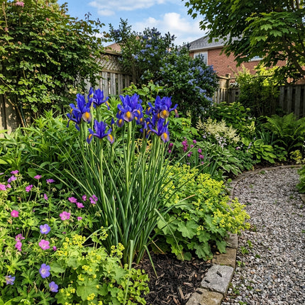 Fresh 50 Dutch Blue Iris Seeds for Home Gardening - Fast Growing, Long Lasting Patio Blooms, Nature Inspired Landscape