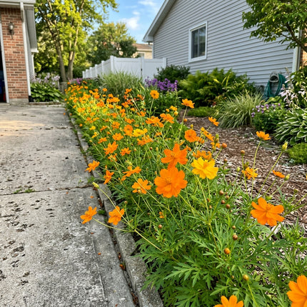 100 Count Orange Cosmos Seeds - Stunning Yard Decor, Heirloom Floral Blooms, Cut Flower Arrangements
