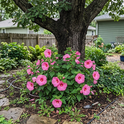 Stunning 100 Hibiscus Flower Seeds, Giant Pink - Drought Tolerant, Nature Inspired Landscape, Stunning Yard Decor