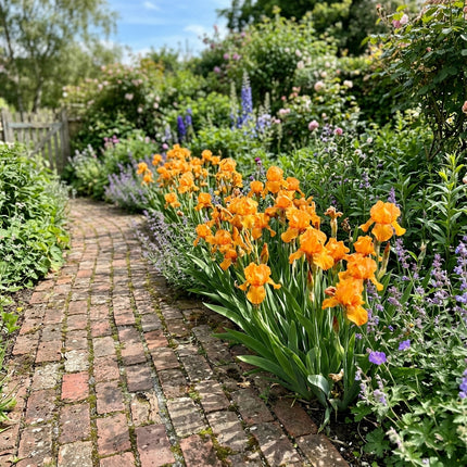 50 Orange Iris Seeds for Home Garden - Long Lasting Patio Blooms, Beautiful Perennial Flowers