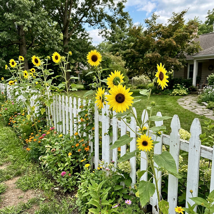 Elegant 100 Sunflower Flower Seeds, Lemon Queen - Fast Growing, Nature Inspired Landscape, Beginner Friendly Planting