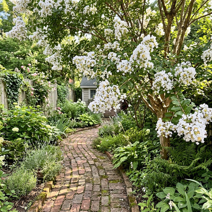 100 Count White Crape Myrtle Seeds - for Garden Borders, for Planting, Beautiful Perennial Flowers
