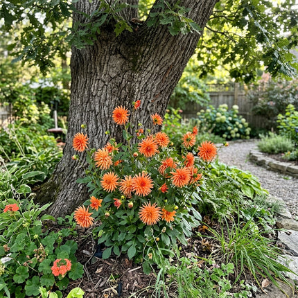 50 Cactus Orange Dahlia Seeds for Home Garden - Long Lasting Patio Blooms, Vibrant Floral Display