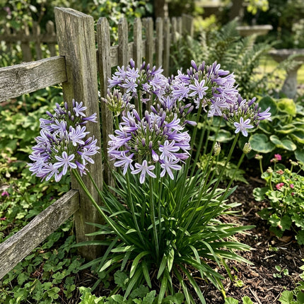 50 Striped Purple African Lily Seeds for Planting - for Garden Borders, Beautiful Perennial Flowers