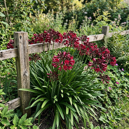 Gorgeous 50 African Lily Flower Seeds, Dark Red - Beautiful Perennial Flowers, for Home Garden, Premium Heirloom Seeds