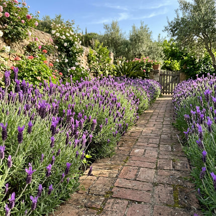 1200 Count Spanish Purple Lavender Seeds - for Garden Borders, Nature Inspired Landscape, Vibrant Floral Display