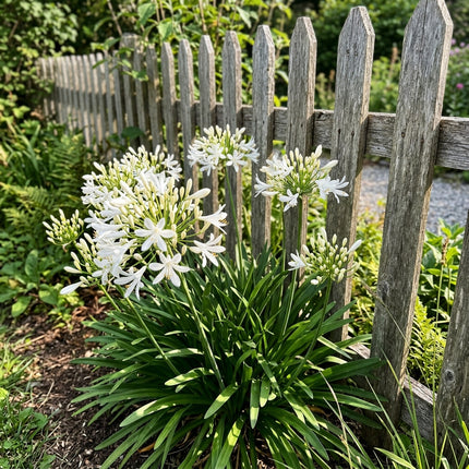 50 Dwarf White African Lily Seeds for Home Garden - Stunning Yard Decor, Fast Growing