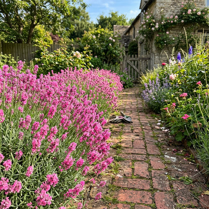 1200 Pink Lavender Seeds Nature Inspired Landscape - Beginner Friendly Planting, Cut Flower Arrangements