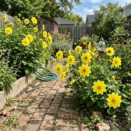 50 Count Anemone Yellow Dahlia Seeds - Long Lasting Patio Blooms, Easy to Grow, Vibrant Floral Display