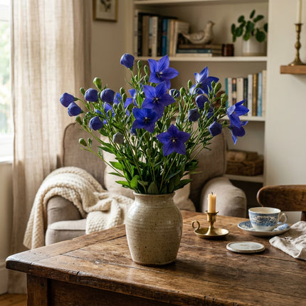 Spectacular 500 Balloon Flower Flower Seeds, Blue - Drought Tolerant, Nature Inspired Landscape, Beginner Friendly Planting