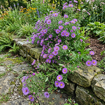 50 Giant Violet Aster Seeds for Home Garden - Long Lasting Patio Blooms, Fast Growing