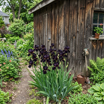50 Count Black Iris Seeds - for Garden Borders, for Planting, Beautiful Perennial Flowers