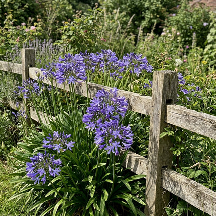 50 Count Violet African Lily Seeds - Long Lasting Patio Blooms, Nature Inspired Landscape, Drought Tolerant