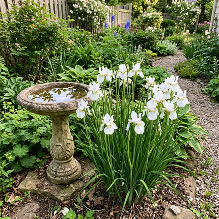 50 Siberian White Iris Seeds Heirloom Floral Blooms - Stunning Yard Decor, Cut Flower Arrangements