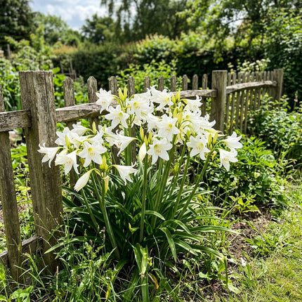 Exquisite 50 African Lily Flower Seeds, White Giant - Beautiful Perennial Flowers, Easy to Grow, Stunning Yard Decor