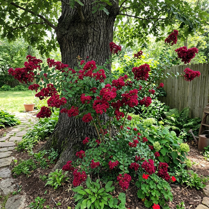 Fresh 100 Dark Red Crape Myrtle Seeds for Home Gardening - Drought Tolerant, for Garden Borders, for Planting