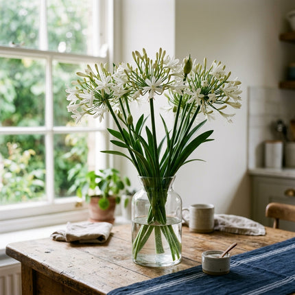 50 White African Lily Seeds for Planting - Premium Heirloom White African Lily Seeds for Home Garden