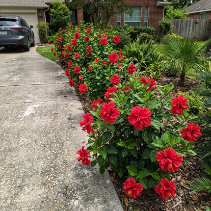 100 Count Double Red Hibiscus Seeds - for Garden Borders, Nature Inspired Landscape, Fast Growing