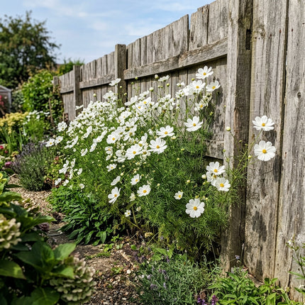 100 White Cosmos Seeds for Planting - Stunning Yard Decor, Beautiful Perennial Flowers
