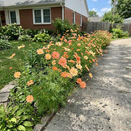 Fresh 100 Soft Peach Cosmos Seeds for Home Gardening - Cut Flower Arrangements, Long Lasting Patio Blooms, for Planting