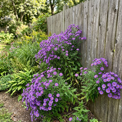 50 Count Purple Aster Seeds - Premium Heirloom Seeds, Outdoor Patio Decor, Beautiful Perennial Flowers