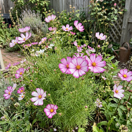 100 Bicolor Cosmos Seeds for Planting - Premium Heirloom Bicolor Cosmos Seeds for Home Garden Blooms