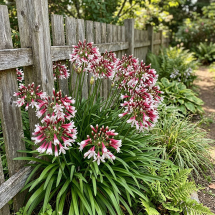 50 Count Bicolor Red African Lily Seeds - Long Lasting Patio Blooms, for Home Garden, Beautiful Perennial Flowers