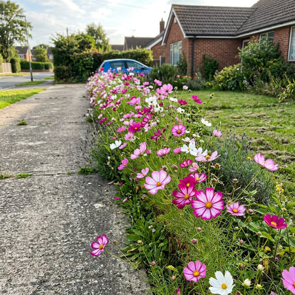100 Count Bicolor Pink Cosmos Seeds - Stunning Yard Decor, Nature Inspired Landscape, Cut Flower Arrangements