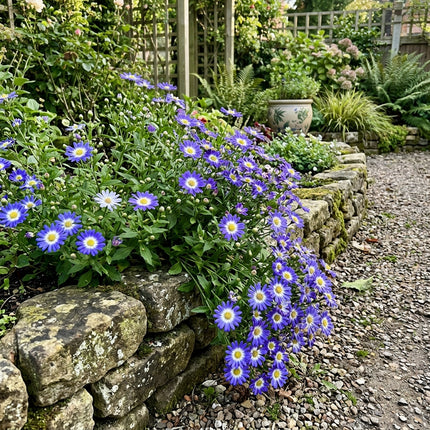 Fresh 50 Bicolor Blue Aster Seeds for Home Gardening - Vibrant Floral Display, Beginner Friendly Planting, Heirloom Floral Blooms